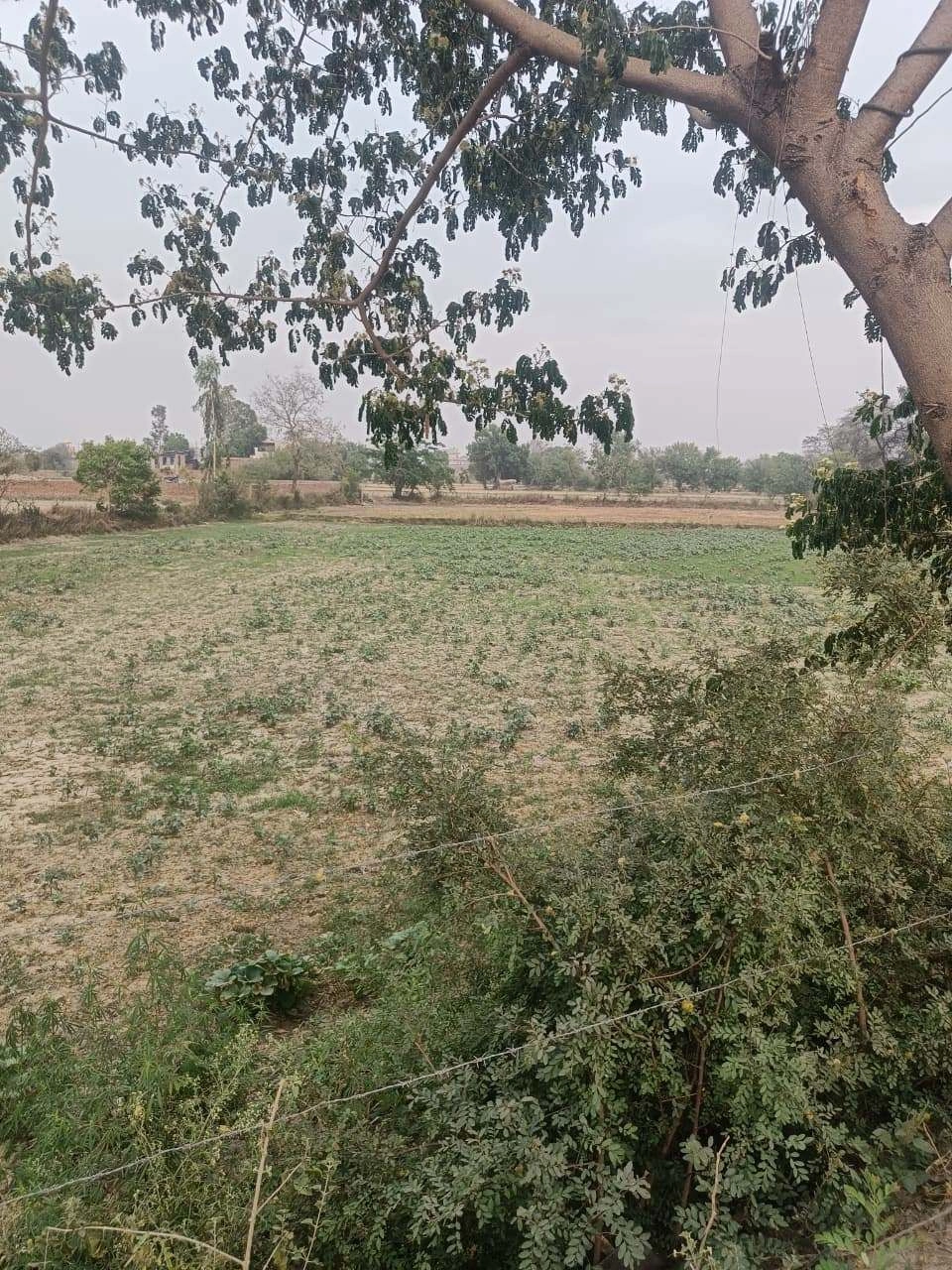 V5WM+2HV, Bandai, Rajasthan 306421, India