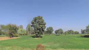 Borda, Madhya Pradesh, India preview 2