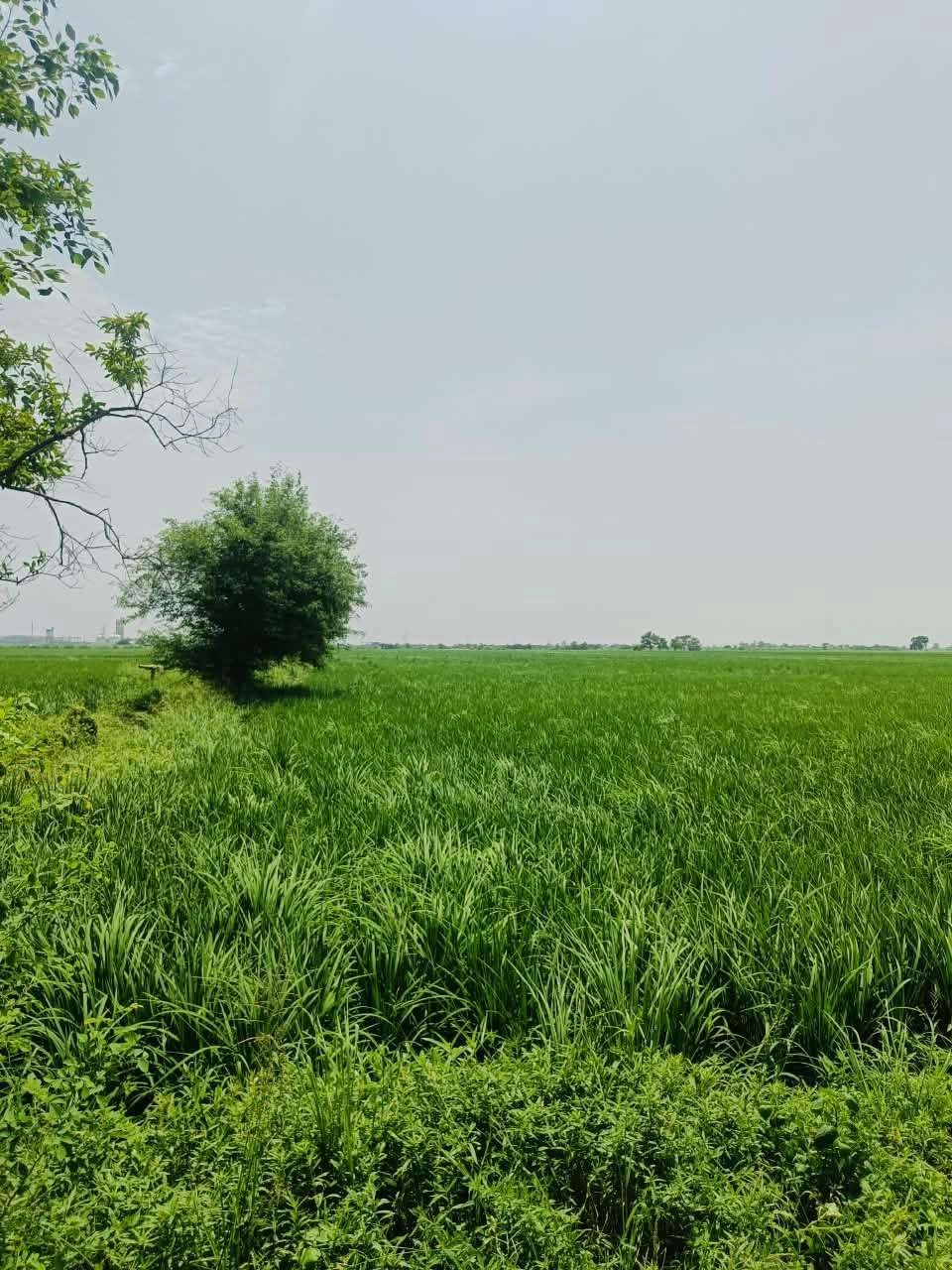 Bhudri, Mathura, Uttar Pradesh 281206, India