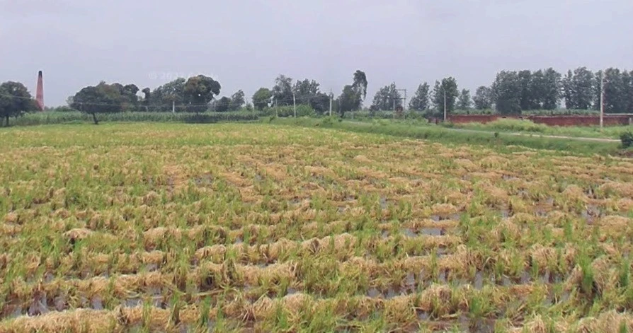 Chintaman Ganesh Mandir, Ujjain, Ratnakhedi, Madhya Pradesh 456006, India