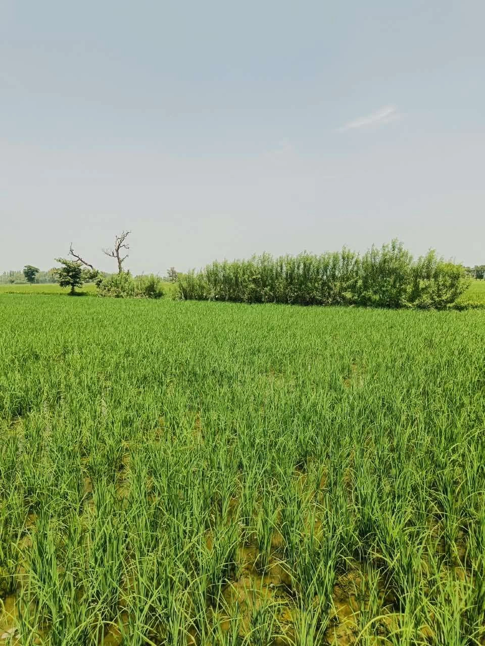 Gora, Mathura, Uttar Pradesh 281404, India