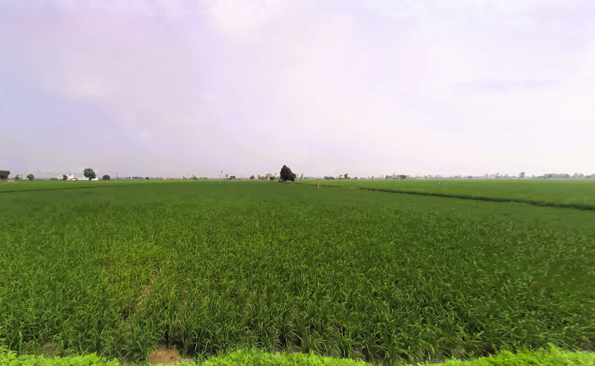 Assandh, Haryana 132039, India