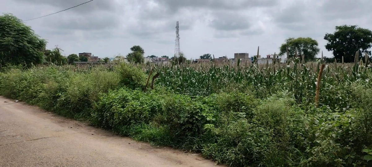 Barodameo, Rajasthan 301021, India