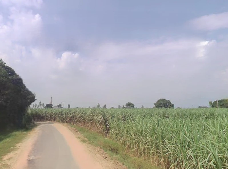 Budhana, Uttar Pradesh 251309, India
