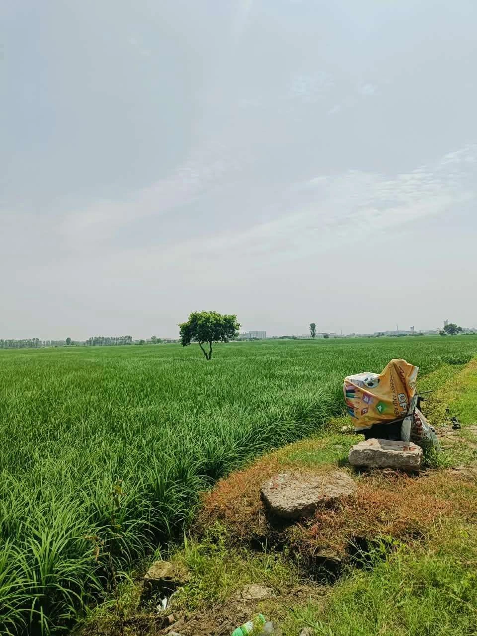 Bajna, Mathura, Uttar Pradesh 281201, India