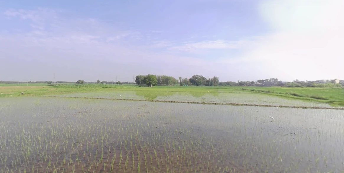 Patiala - Devigarh Rd, Panjeta, Bhunarheri, Punjab, India