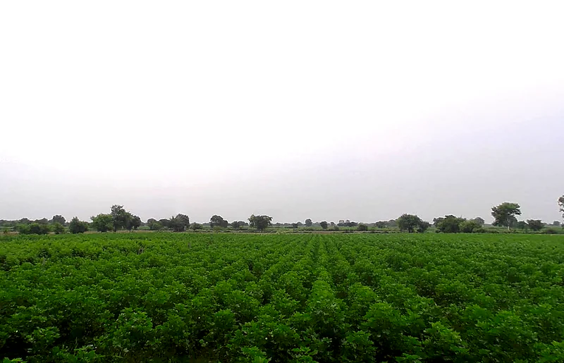 Meham, Haryana 124112, India preview 2