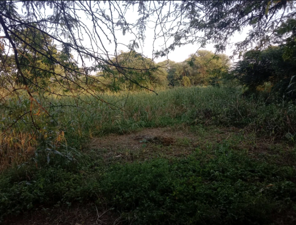 QH2P+CFM, Junglee Mohal, West Bengal 735234, India