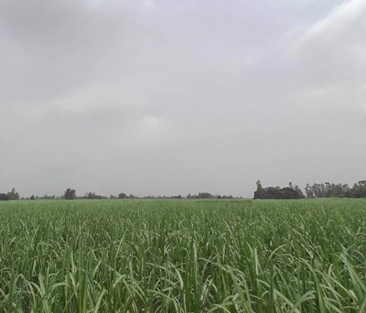 Nijampur, Uttar Pradesh, India