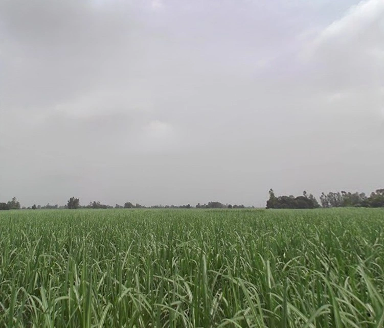 Nijampur, Uttar Pradesh, India