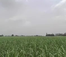 Nijampur, Uttar Pradesh, India preview 3