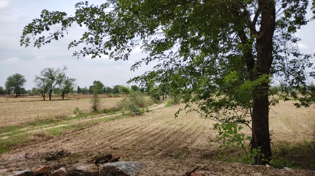 Barnagar, Madhya Pradesh 456771, India