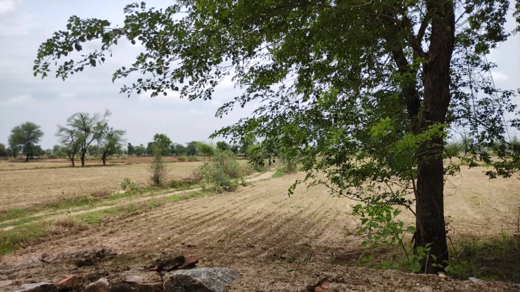 Barnagar, Madhya Pradesh 456771, India
