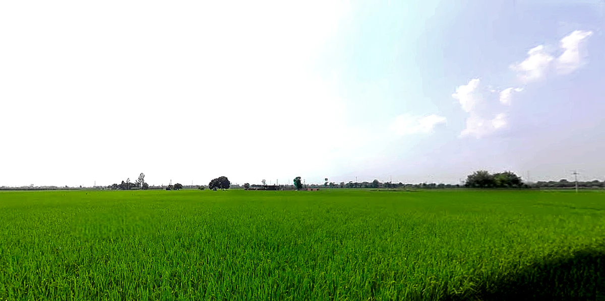 Rajpura, Punjab, India