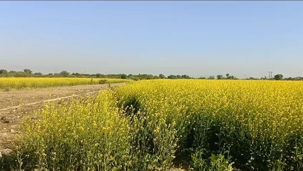 4VGQ+FW Harchandera, Rajasthan, India