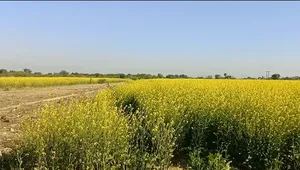 4VGQ+FW Harchandera, Rajasthan, India preview 2