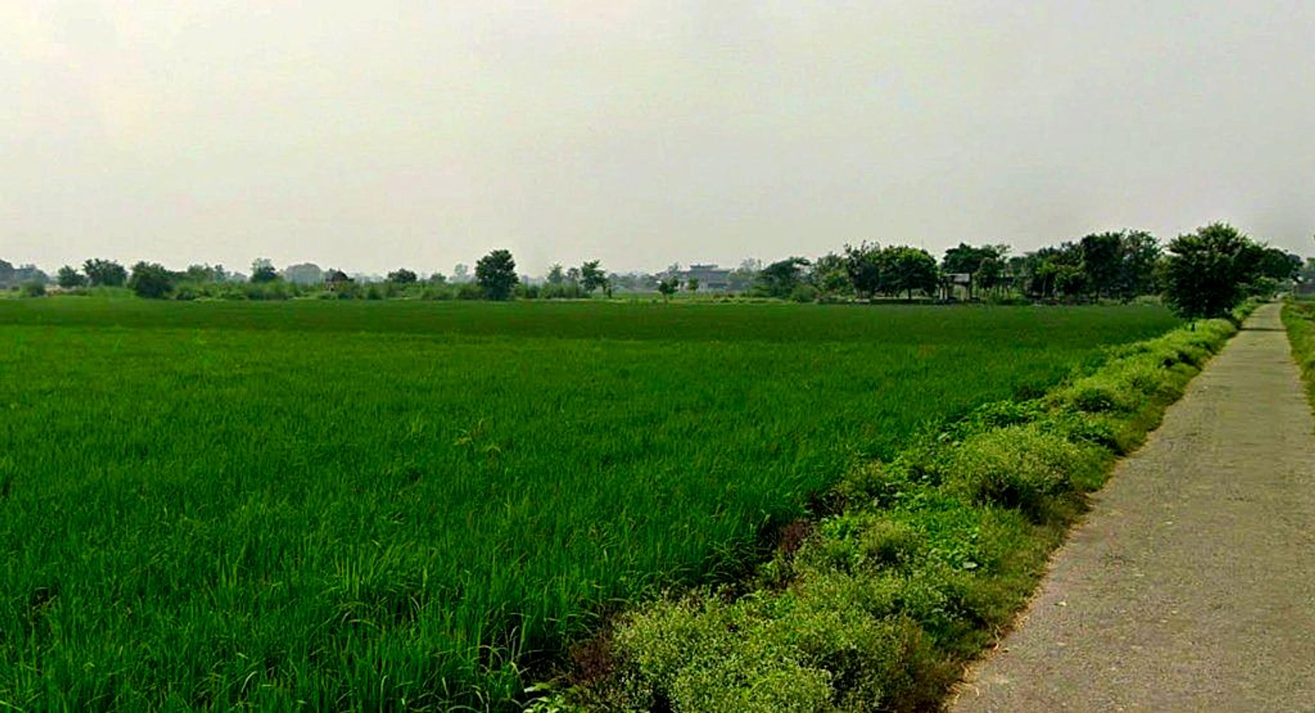 PG7P+J69, Simga - Kawardha Rd, Berla, Bemetara, Chhattisgarh 491335, India