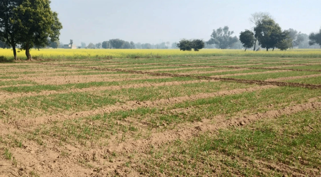 Nurpur Bedi, Punjab 140117, India
