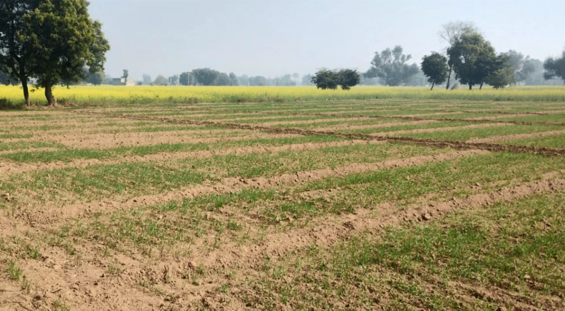 Nurpur Bedi, Punjab 140117, India