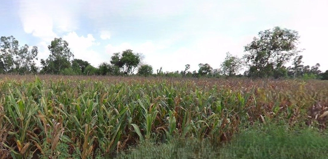 Rampur Maniharan, Uttar Pradesh 247451, India