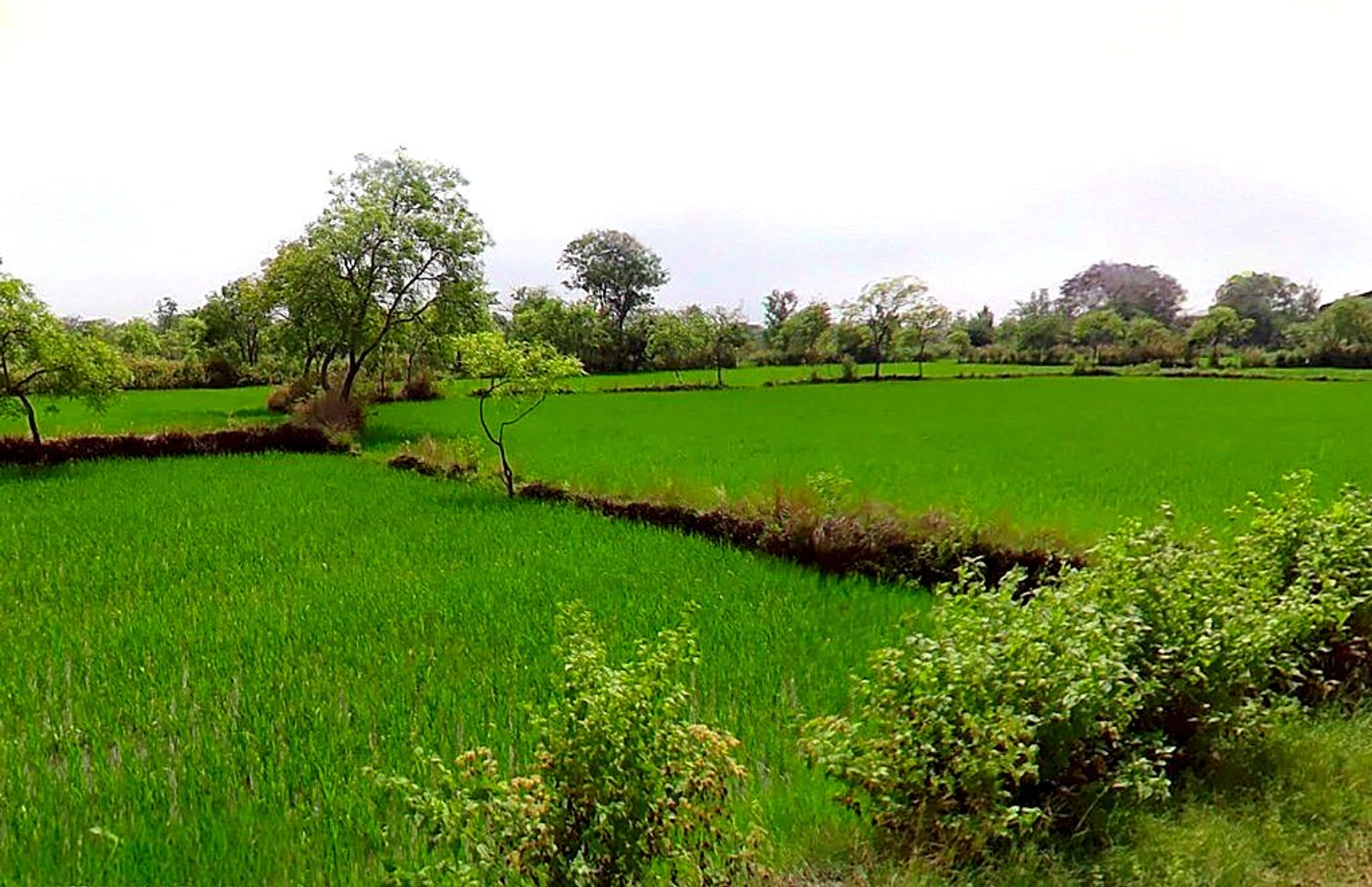 Bhurki, Chhattisgarh 491335, India