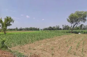 Gajraula, Uttar Pradesh, India preview 2