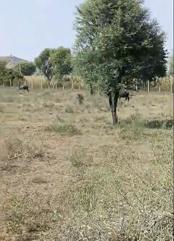 Q8RG+CF Keriya, Jaipur, Rajasthan, India