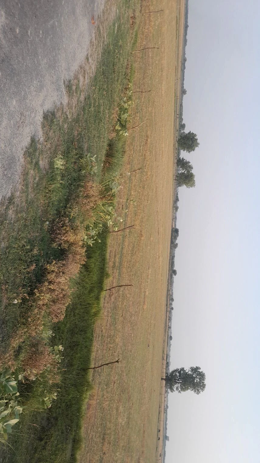 H2MP+2H Aadil Pur, Uttar Pradesh, India