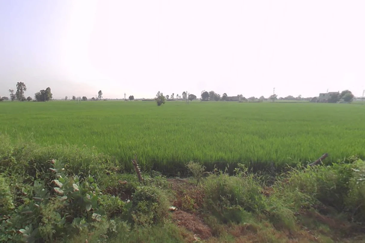 Pehowa, Haryana 136128, India