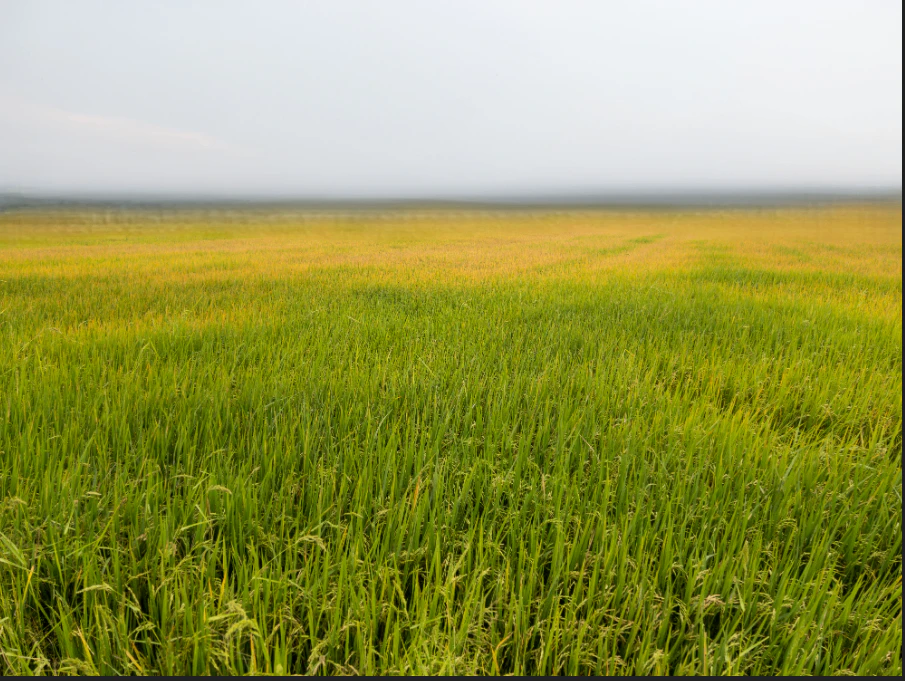 Ghatiya, Madhya Pradesh 456550, India