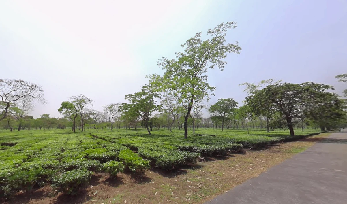 Paharpur, West Bengal, India