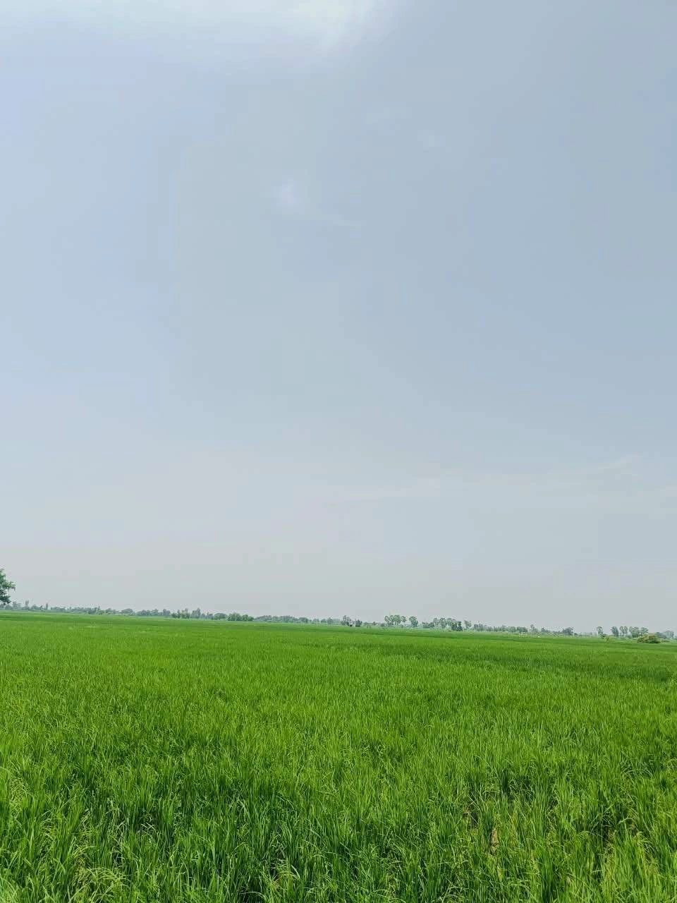 Nawali, Mathura, Uttar Pradesh, India