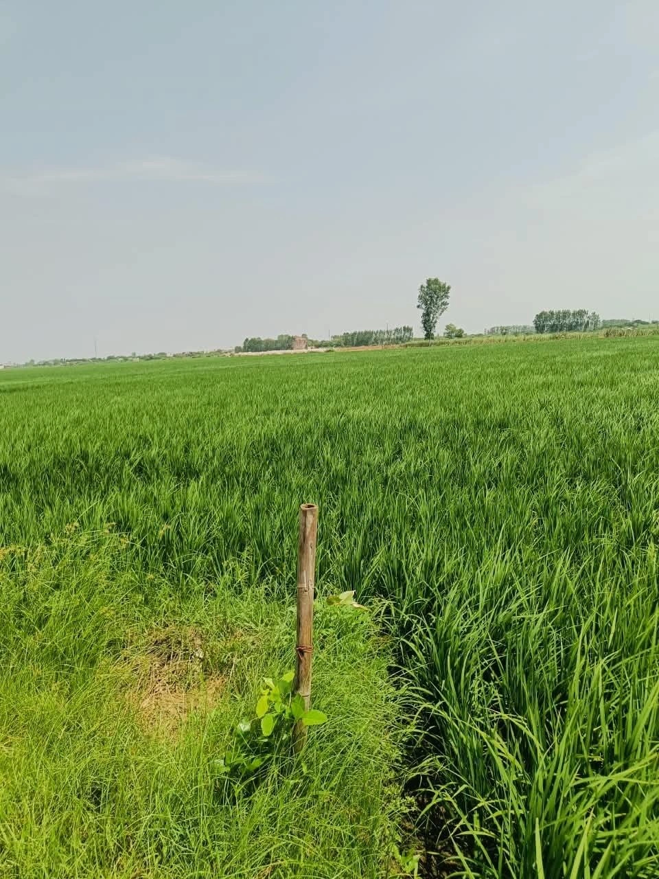 Atrauli, Aligarh, Uttar Pradesh, India preview 2