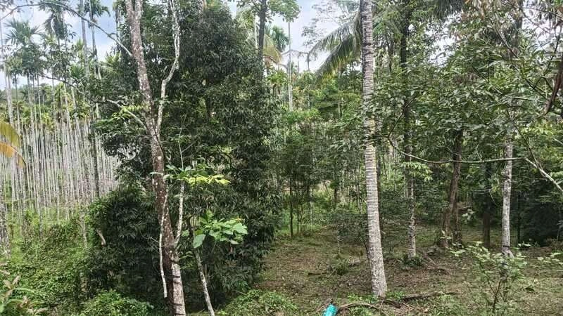 M4M8+G4W, Karani, Kerala 673591, India preview 2