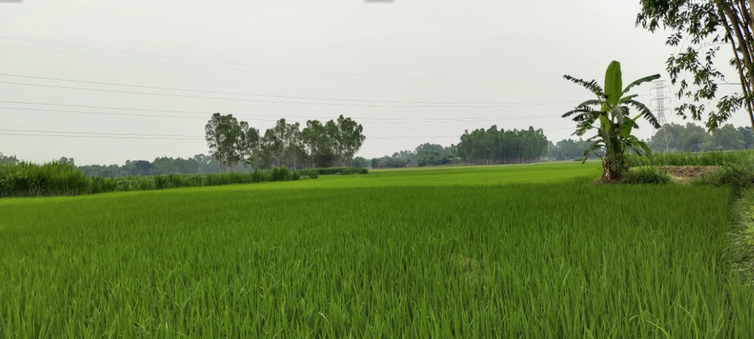 9QJ9+J9V, Berla, Rajasthan 321633, India