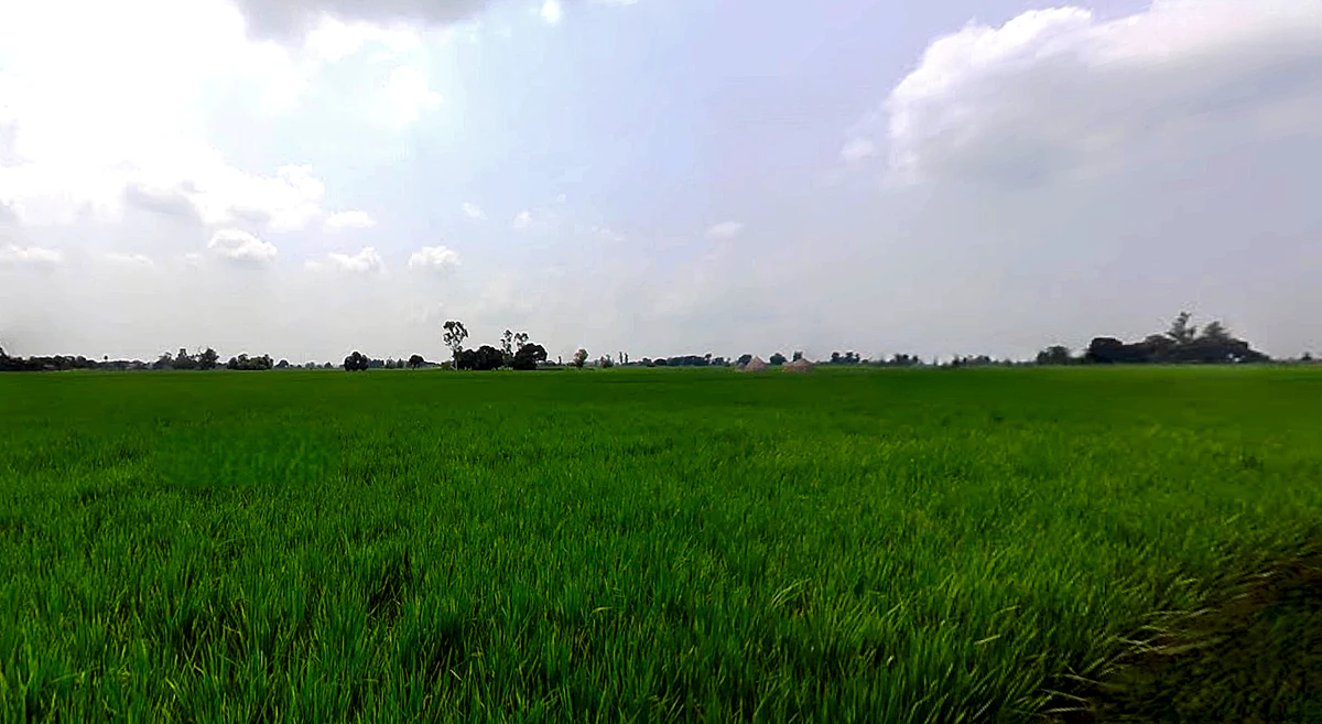 Bhadson Rd, Ranjit Nagar, Patiala, Punjab, India