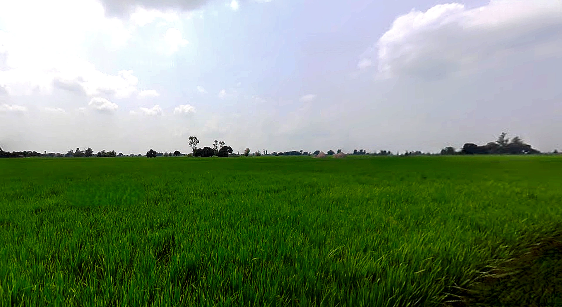 Bhadson Rd, Ranjit Nagar, Patiala, Punjab, India