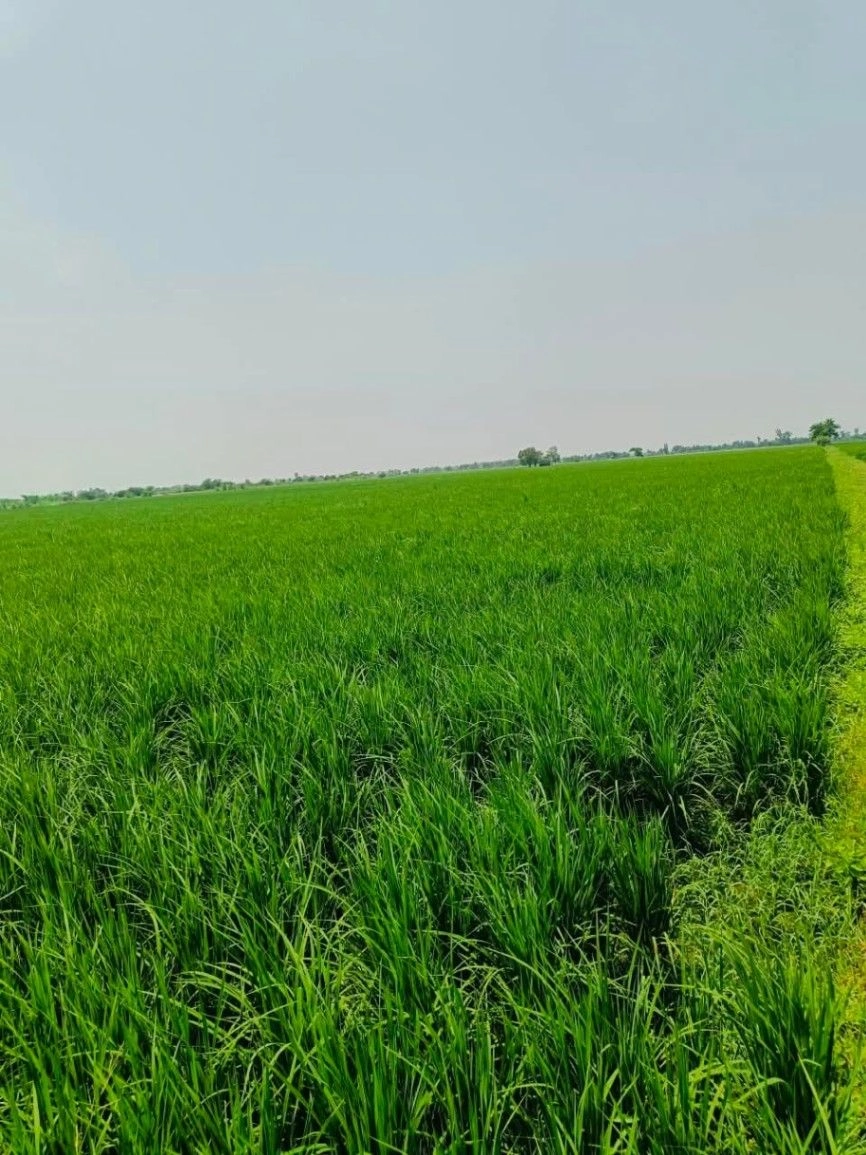 Atrauli, Aligarh, Uttar Pradesh, India