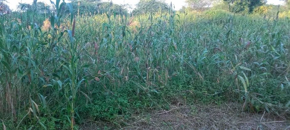 Jaleri, Rajasthan, India