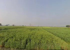 JR87+QC Niwali, Rajasthan, India preview 2