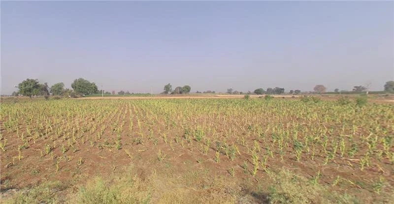 Shertha, Gujarat, India