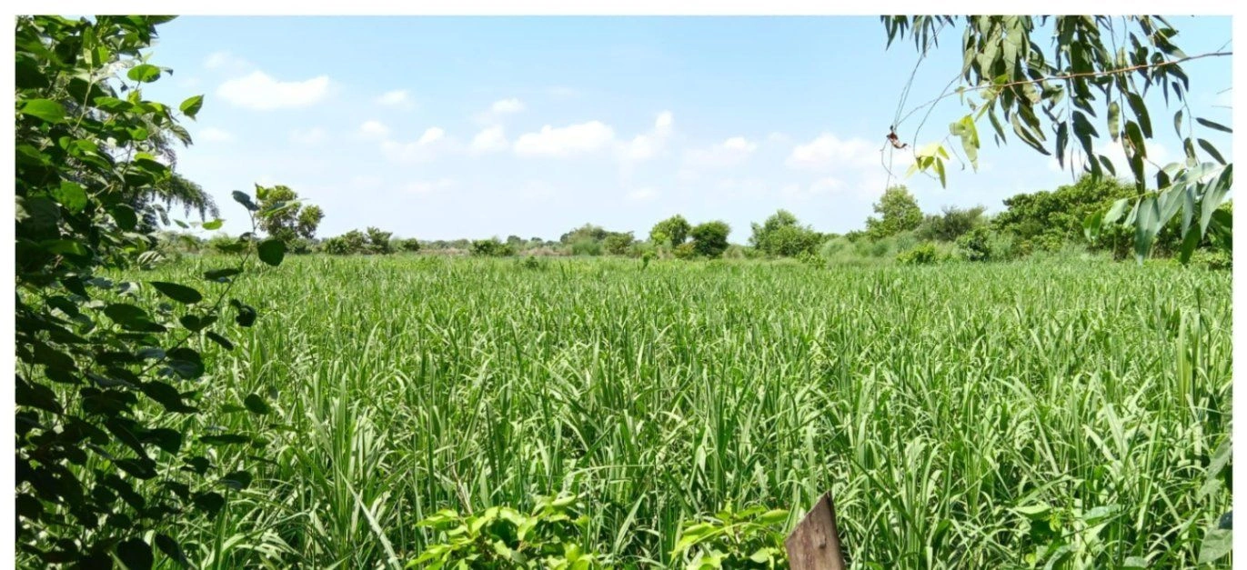 P55H+PGH, Bhadokhar, Uttar Pradesh 224201, India