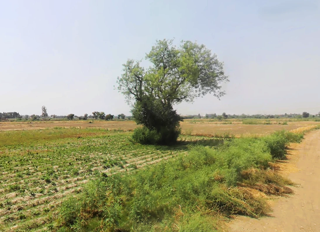 Kabulpur Patti Parwarish, Haryana 121101, India