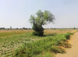Kabulpur Patti Parwarish, Haryana 121101, India preview 2