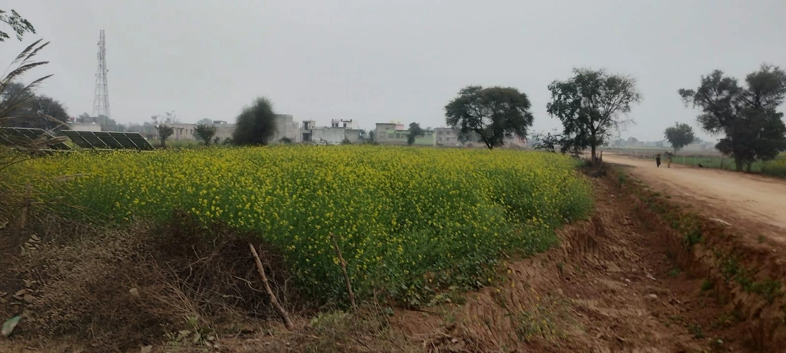 G3G6+8F Sirsa, Haryana, India