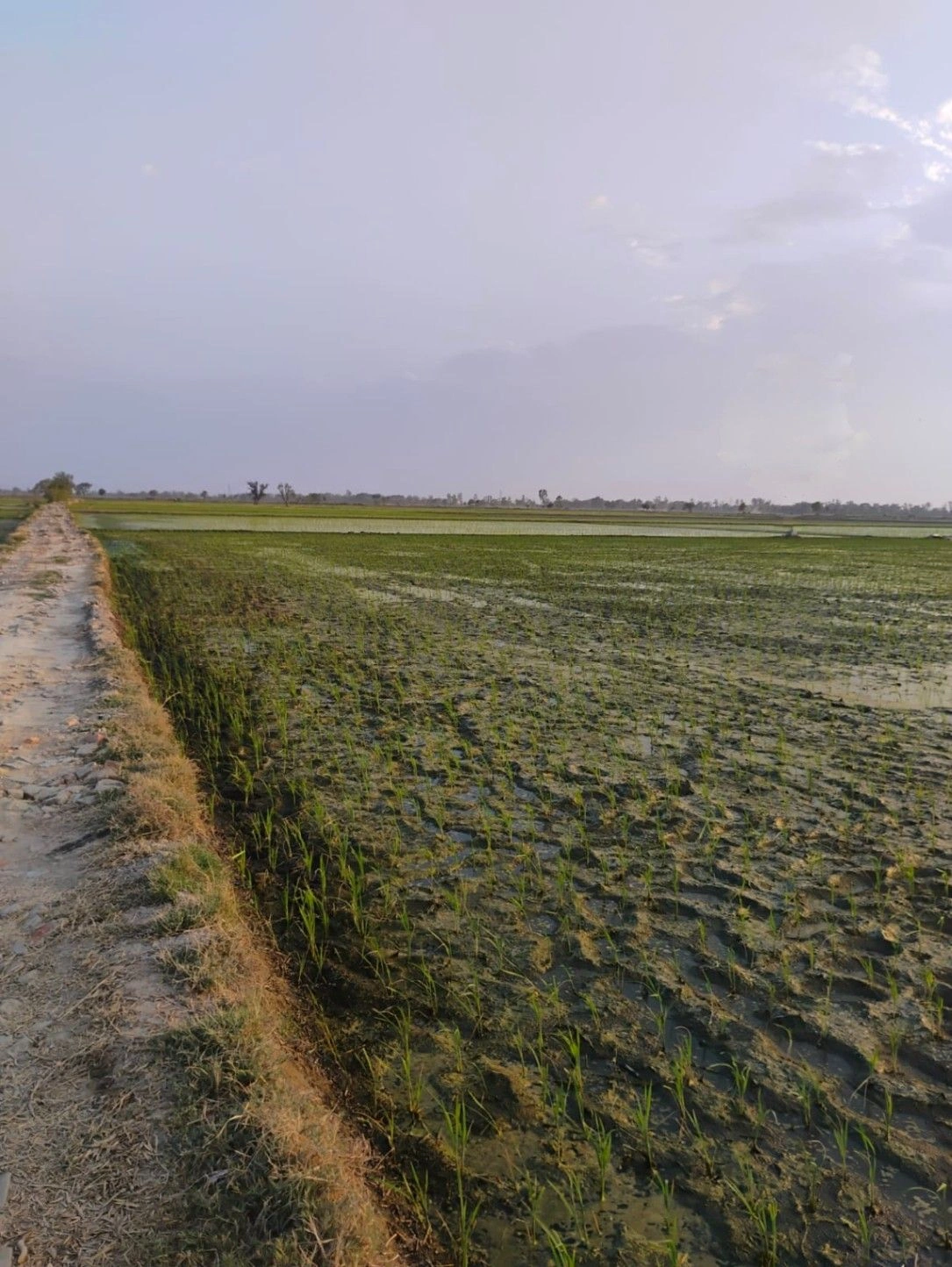 Bishambhara, Uttar Pradesh 281404, India