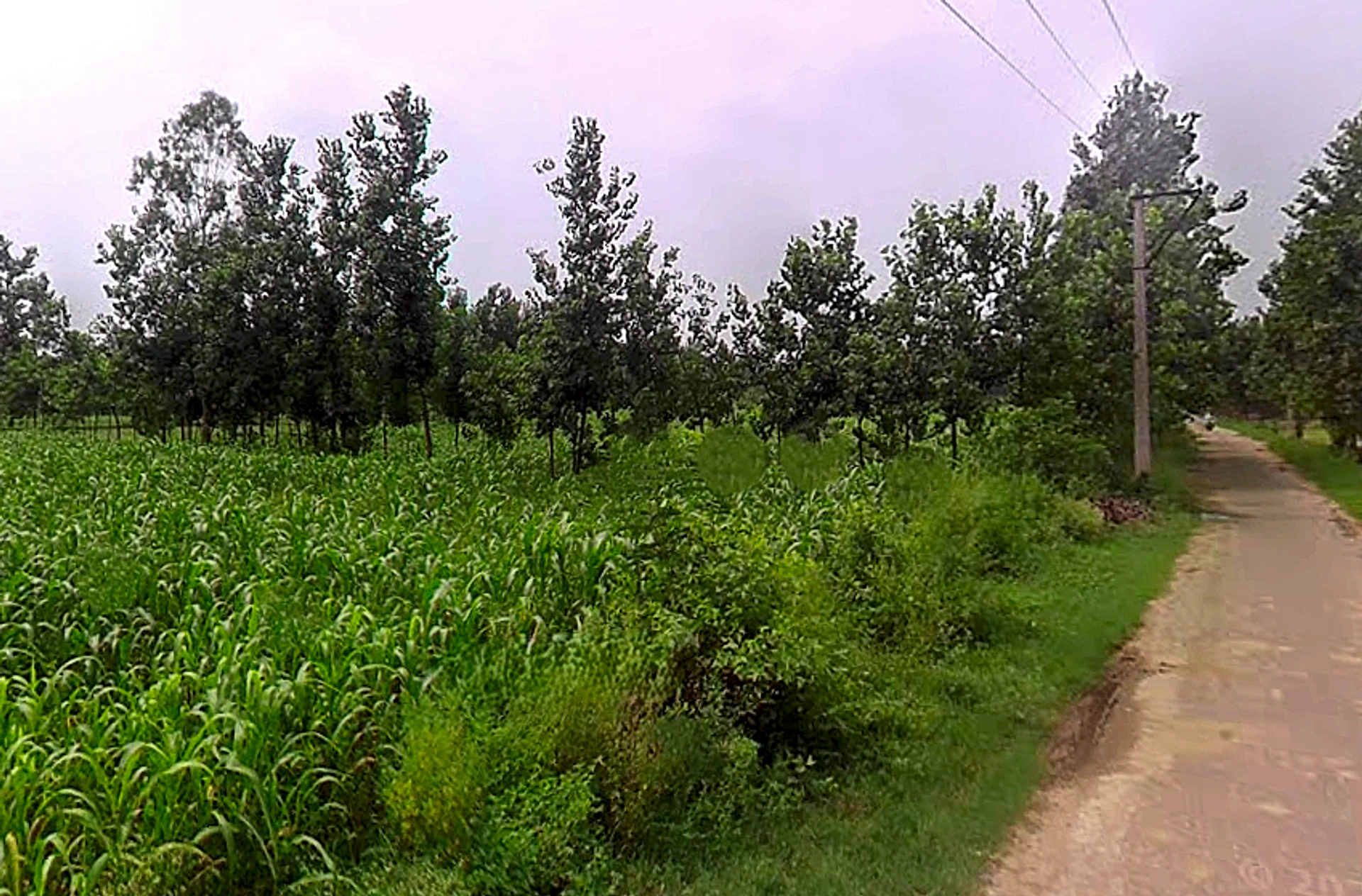 Salampur Gadda, Uttar Pradesh 247001, India