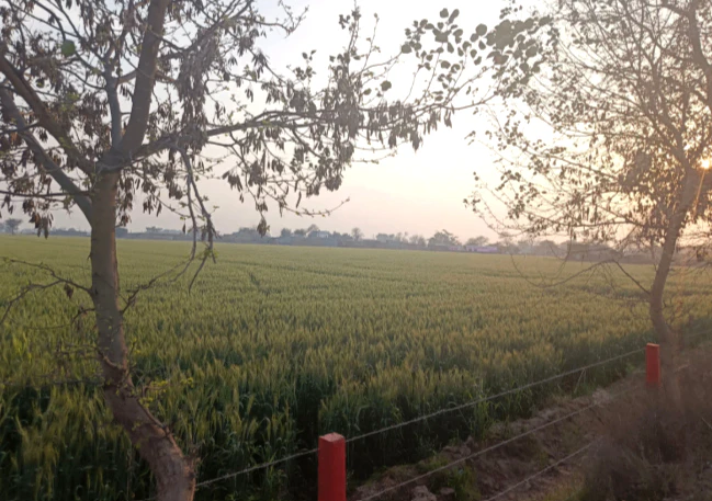 MW7F+93 Khuian Nepalpur, Haryana, India