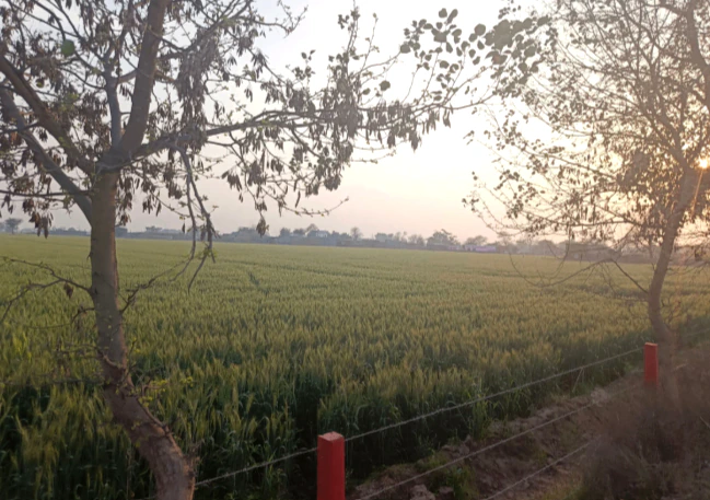 MW7F+93 Khuian Nepalpur, Haryana, India