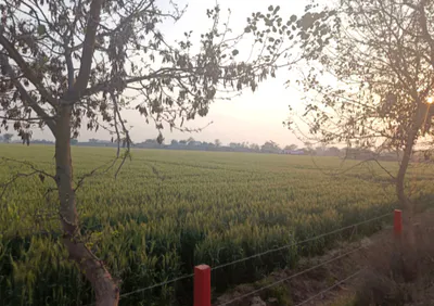 MW7F+93 Khuian Nepalpur, Haryana, India preview 4